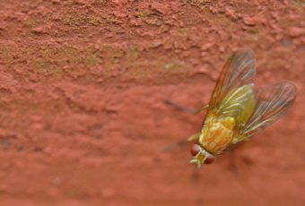 How To Get Rid Of Flies On Your Farm